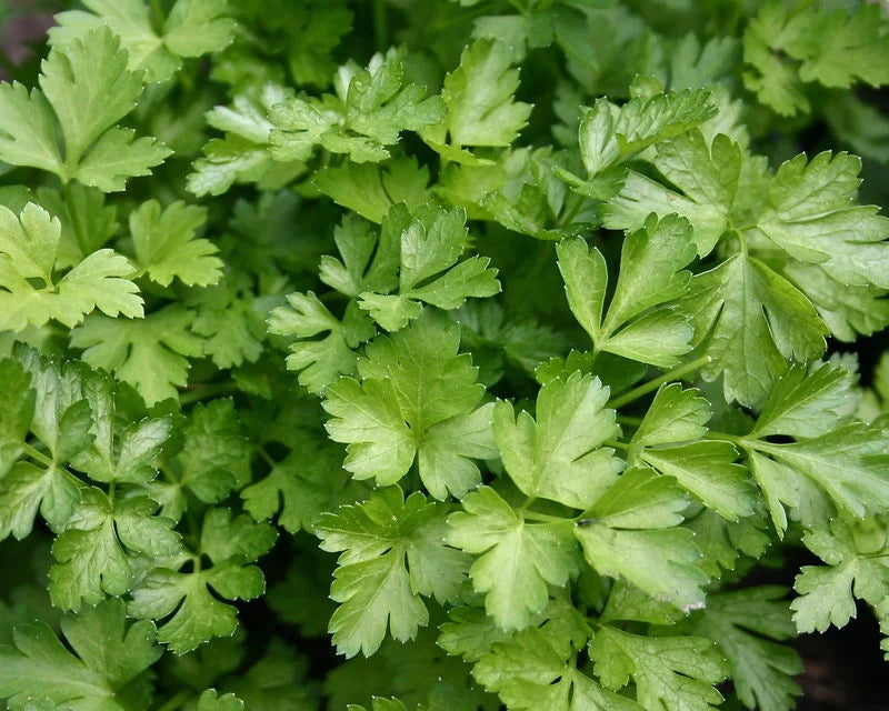 Coriander