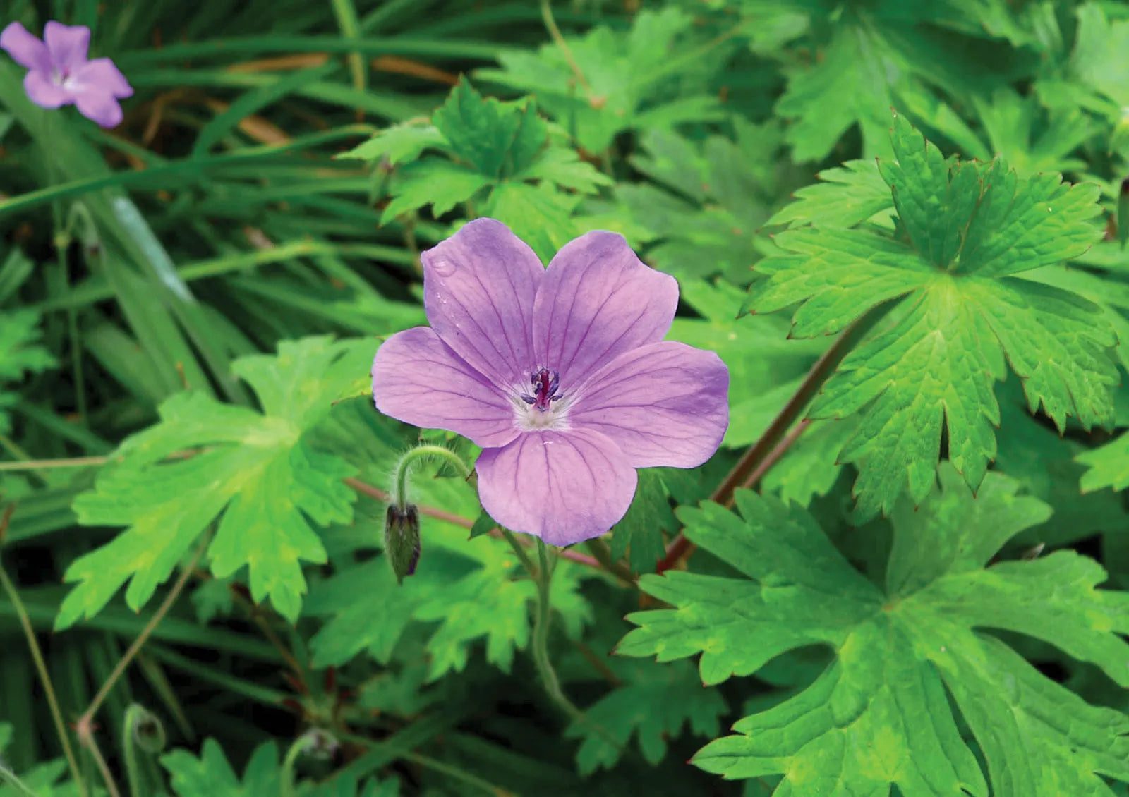Geranium