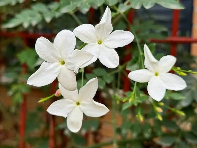 Jasmine