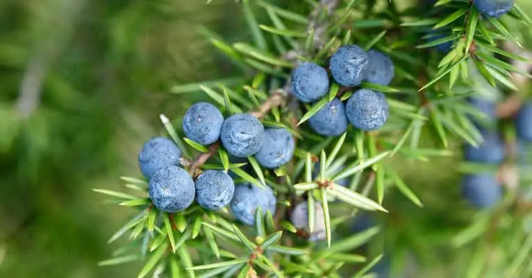 Juniper Berries