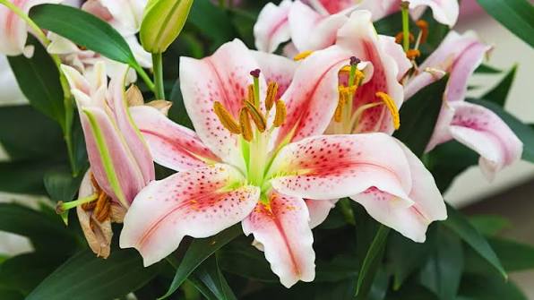 Lily