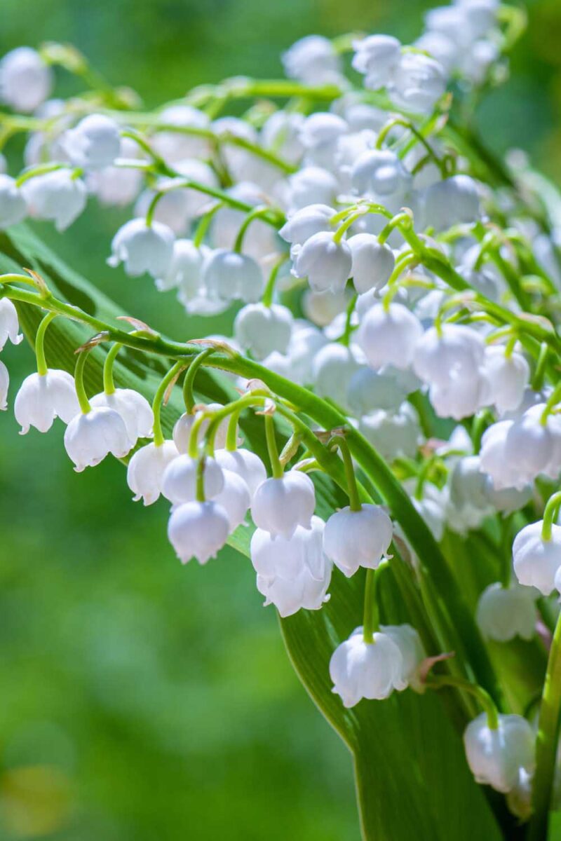 Lily of the Valley