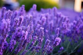 Luminous Lavender