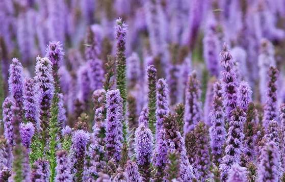 Patchouli