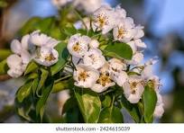Pear Blossom