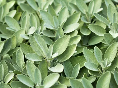 Sage