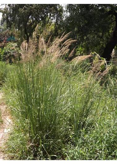 Vetiver
