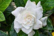 White Gardenia